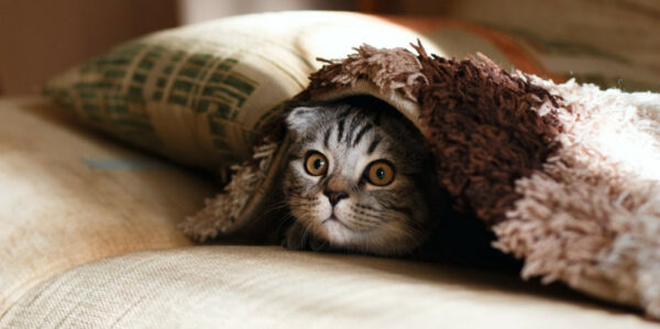 kitten hiding under a blanket