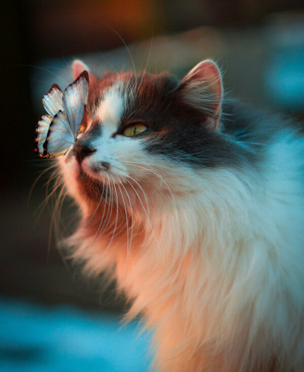 cat with a blue butterfly on his nose