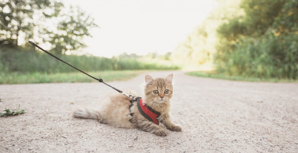 A young cat on a walk on a leash