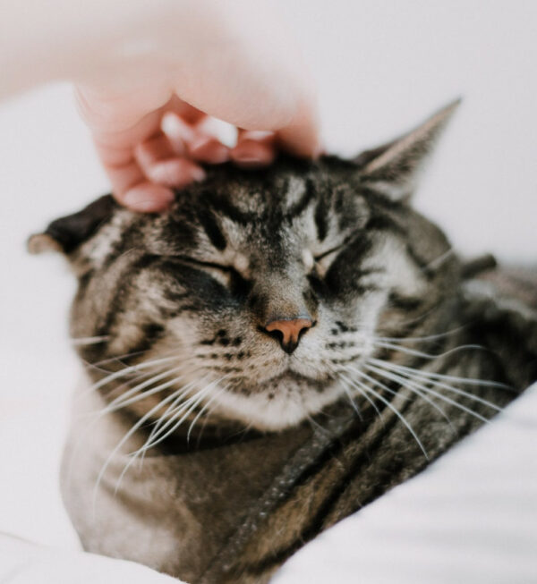 cat getting pet on the head by his owner