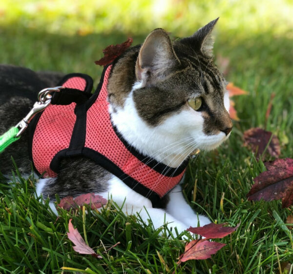 Cat in a red harness with a leash