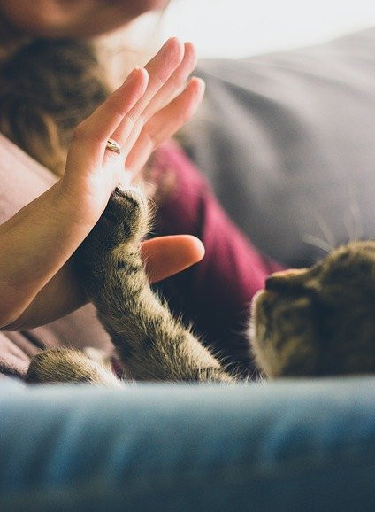 Cat and owner high-fiving