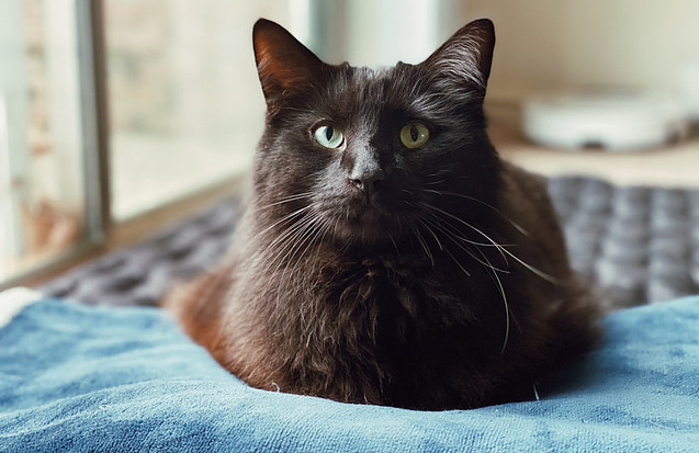 Cat at home on a blanket