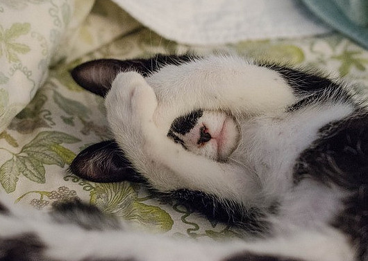 Cat covering eyes with paws lying down on a bed