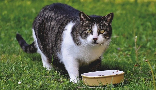 Cat eating, looking up from food dish