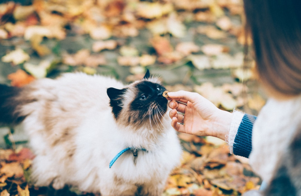 Cat getting a treat