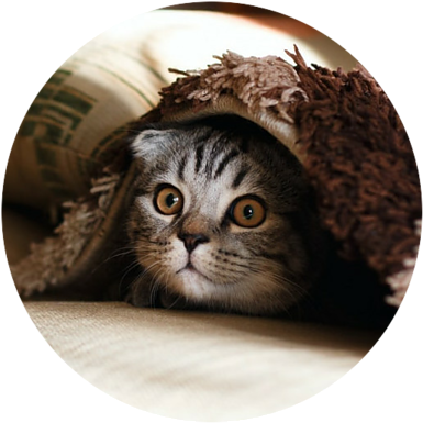 kitten hiding under a blanket