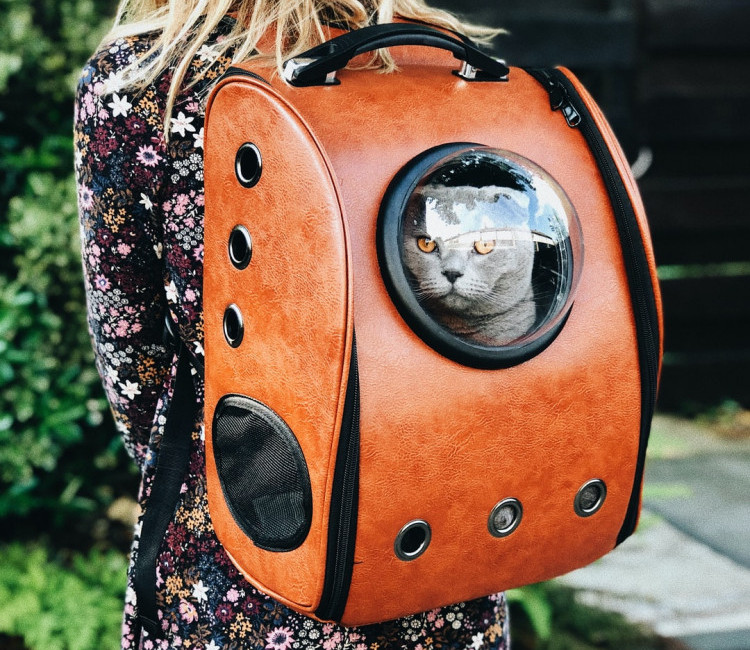 Cat in a backpack looking out the window of the backpack