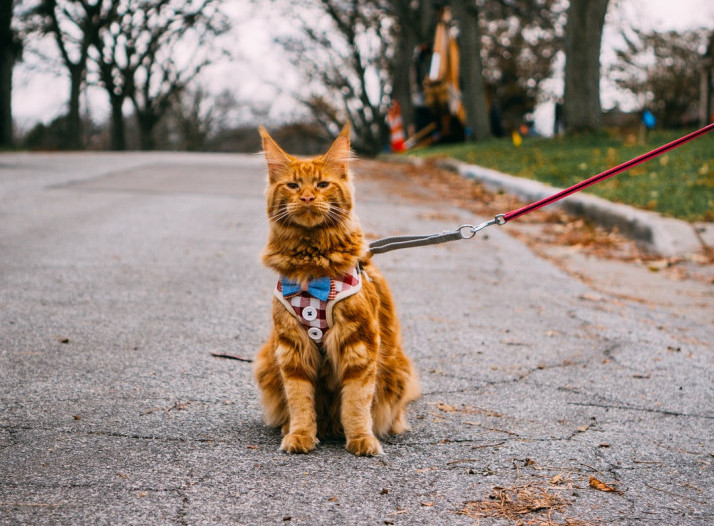 Cat in a harness