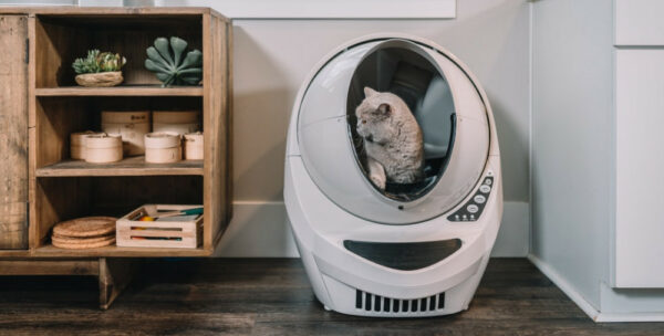 cat in an automatic litter box