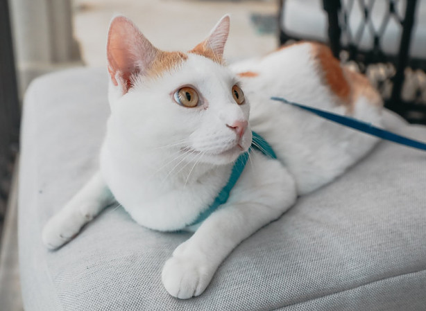 Cat in an h-harness