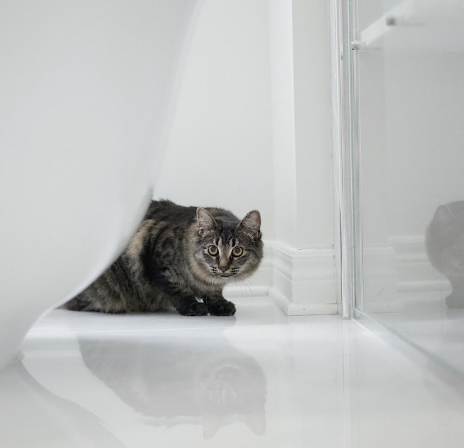 Cat in the bathroom Cat in the bathroom