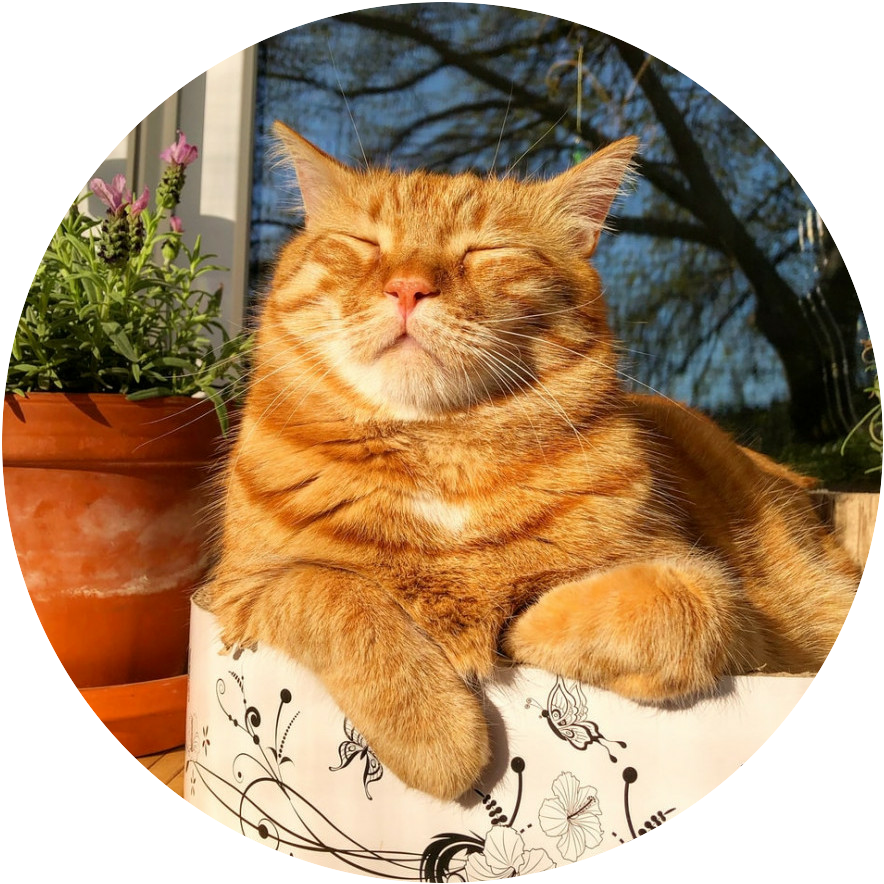 Orange cat in a cat bed outside enjoying the sin