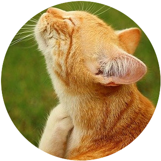Orange cat itching neck