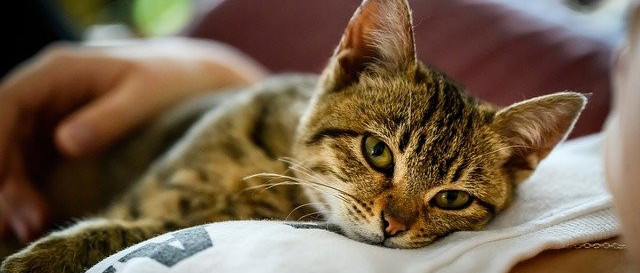 Cat napping on owner