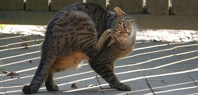 Grey, black, and brown striped cat scratching his head