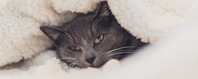 Cat snuggled under blanket