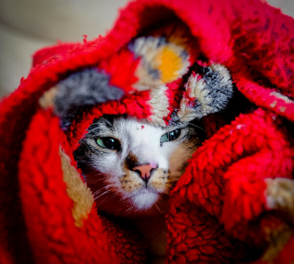 cat in a blanket