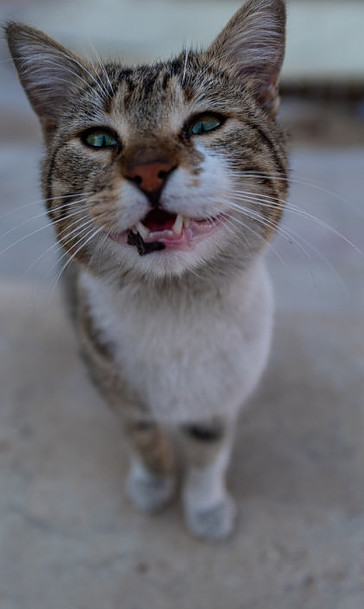 happy smiling cat