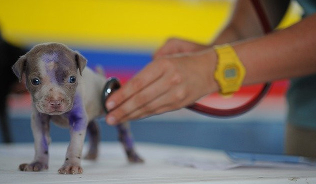 Puppy having heart beat checked