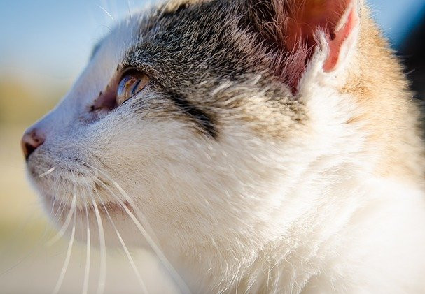 Side-profile of a white and brown spotted cat