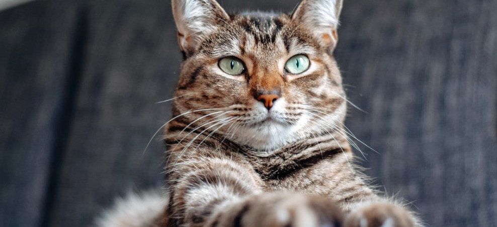 Striped Cat on the Couch