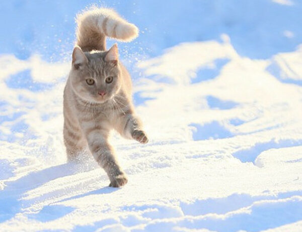 cat running on the snow