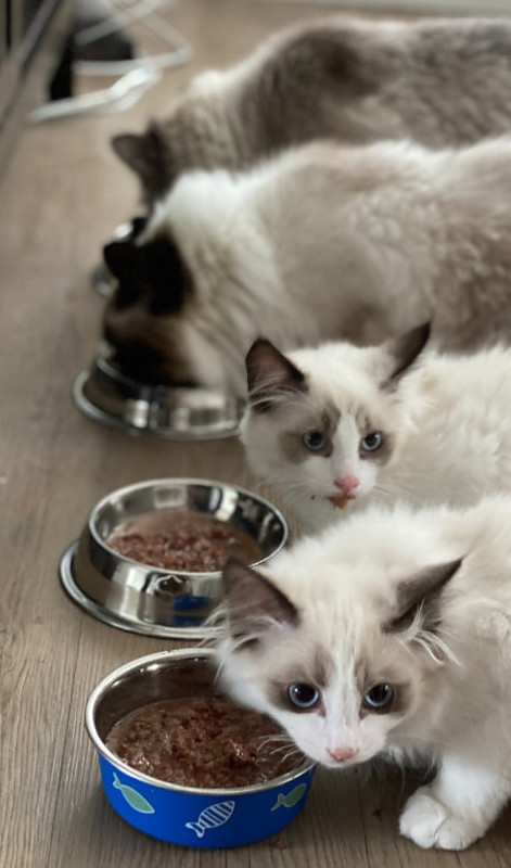 4 Cats eating at 4 bowls