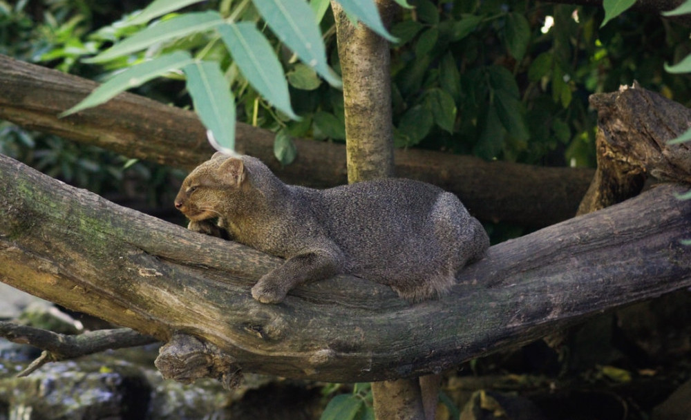 A Jaguarundi