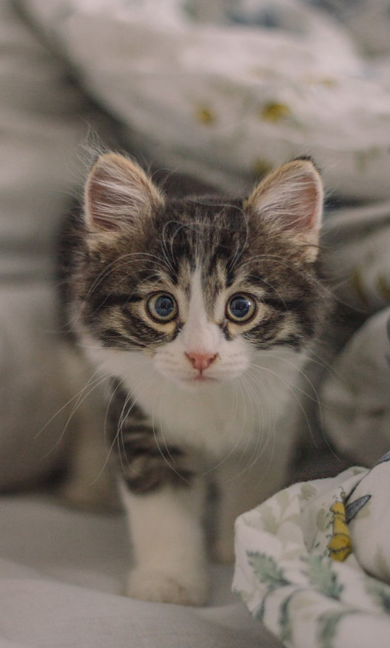 munchkin kitten