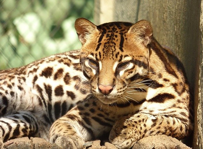 An Ocelot