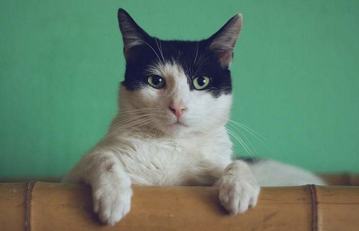 Black and White Cat