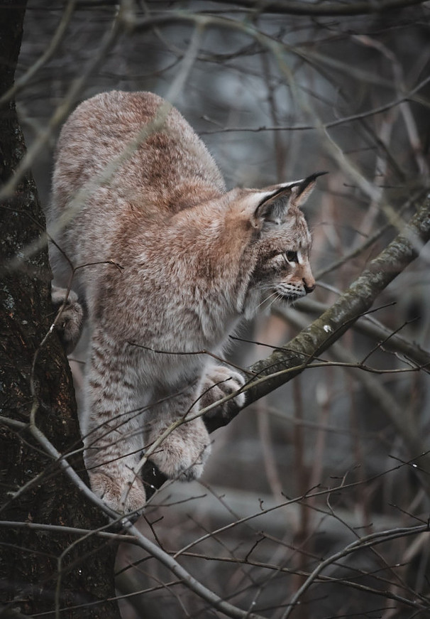 Canadian Lynx in a tree