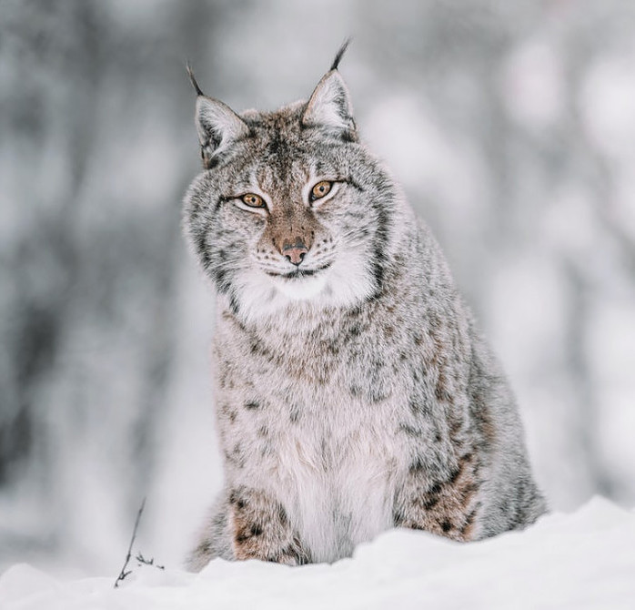 Canadian Lynx in the Snow