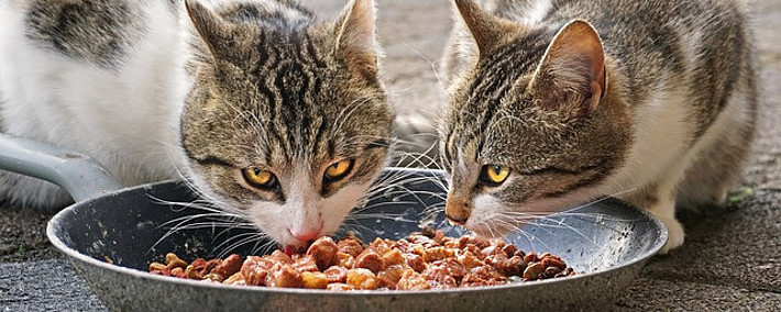 white cats with brown spots eating from the same bowl