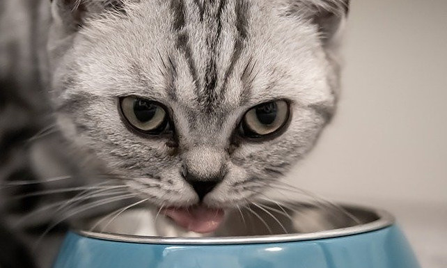 Cat drinking from a bowl