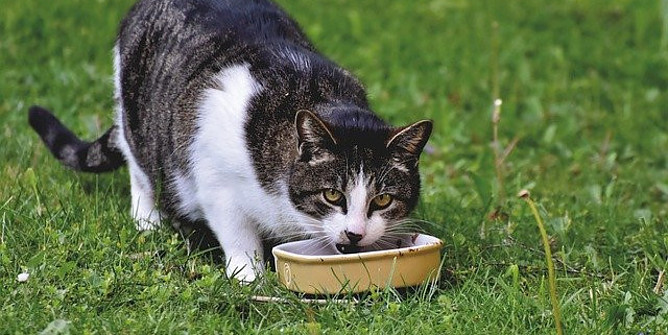 Cat eating outside on the grass from a yellow dish