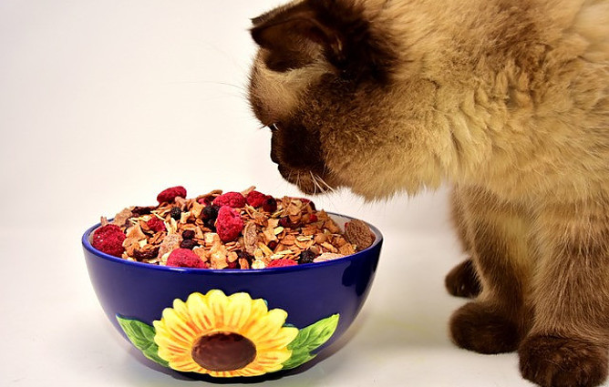 Cat looking at colorful granola in a bowl with a sunflower on it