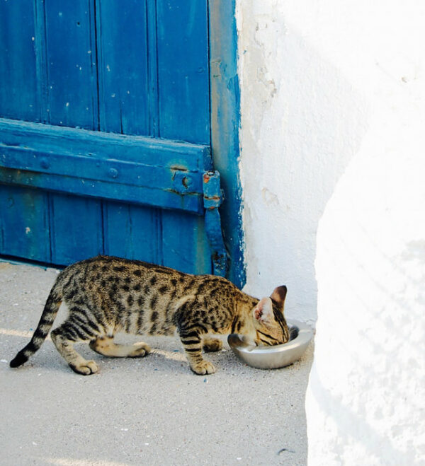 Cat eating outside by a blue door