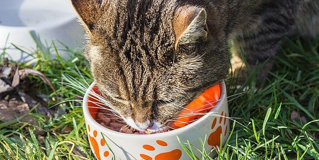 Cat eating from a bowl