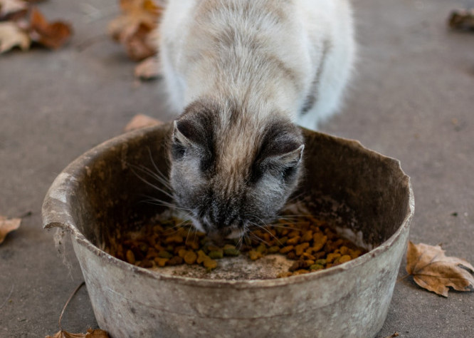 Cat eating outside amidst fall leaves from an enormous bowl