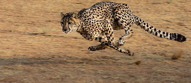 Cheetah Running