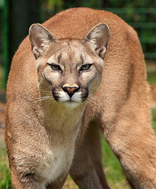 Cougar