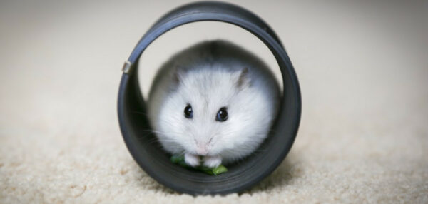 Hamster