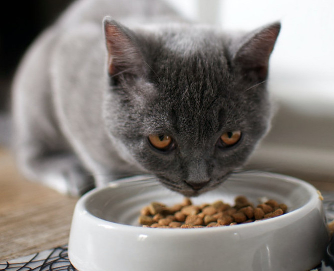 grey kitten eating kibble