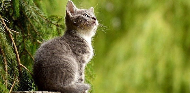 Kitten Outside