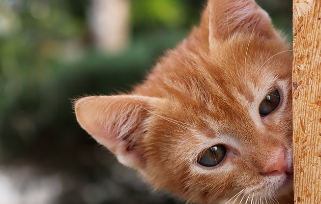 Kitten Peeking Around The Corner