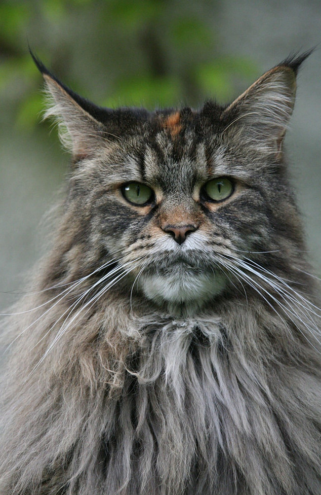 Maine Coon