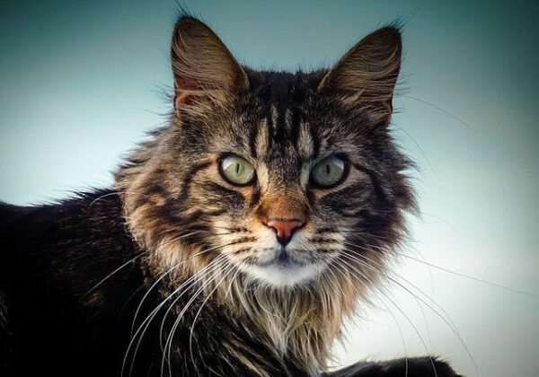 Maine Coon