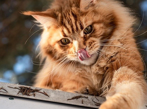 Orange Maine Coon